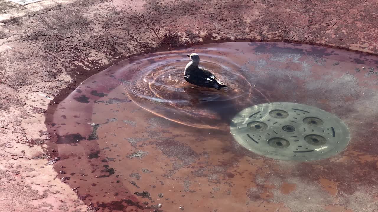 Clip in slow motion di gabbiani che si divertono a terra vicino a una fontana durante il giorno.