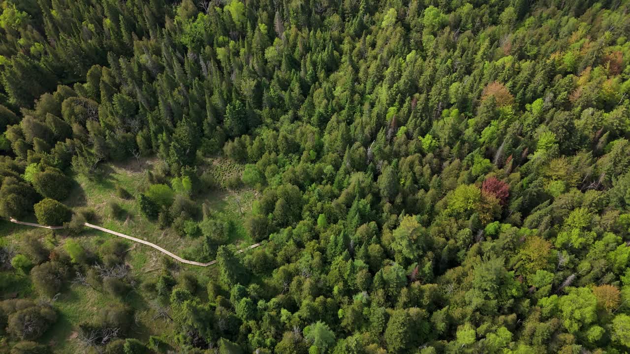 Toma aérea con dolly sobre el frondoso dosel forestal en Caledon, Ontario, mostrando la densa textura de las copas de los árboles.
