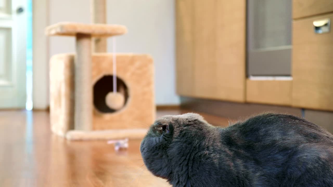 순혈 스코틀랜드 폴드 고양이