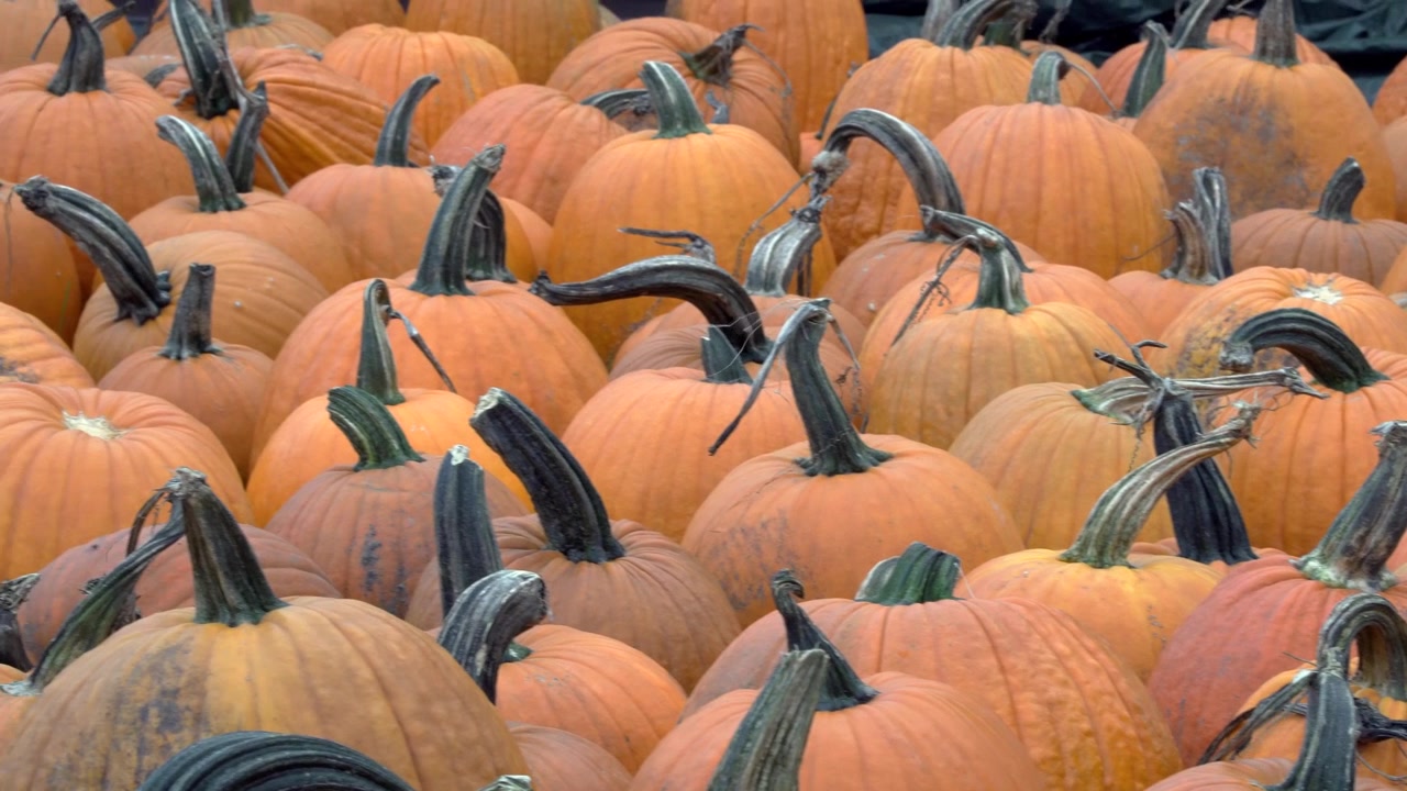 Pan of pumpkins