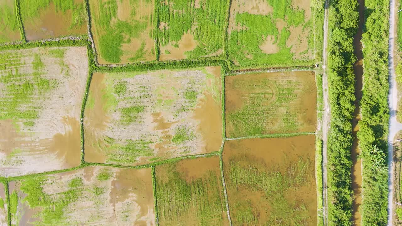 Aerial: rice field during the day in Kota Bharu, state of Kelantan, Malaysia, top down drone shot