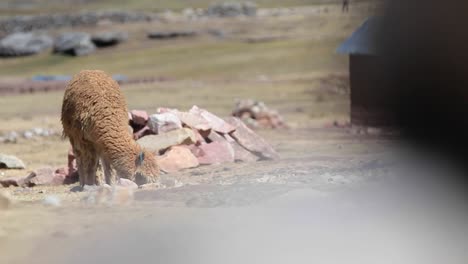 El-Pastoreo-De-Alpacas-Revelado