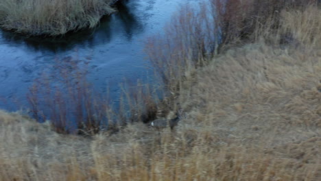 Vista-Aérea-De-Ciervos-Corriendo-Al-Lado-De-Horton-Creek-En-El-Valle-Agradable,-California