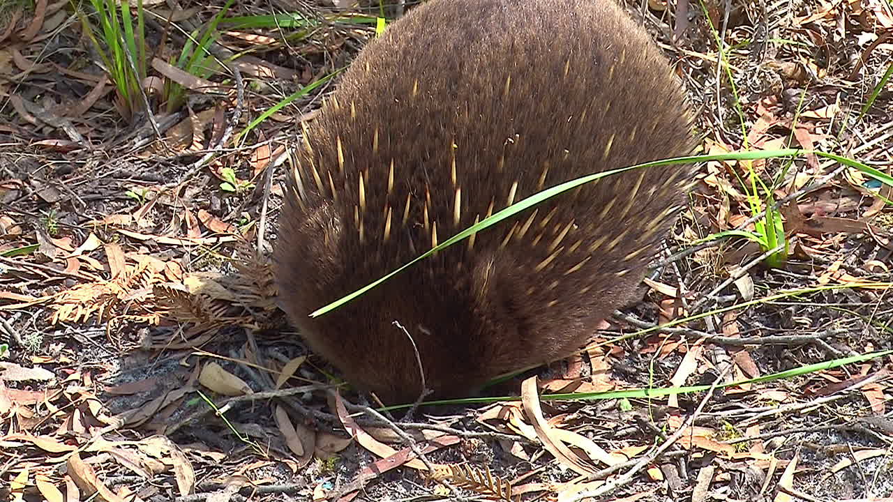 un oso hormiguero australiano deambula por el monte