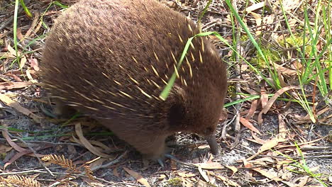 Un-Oso-Hormiguero-Australiano-Deambula-Por-El-Monte.