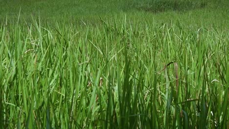 Ein-Mehrjähriges-Gras,-Das-Im-Tropischen-Und-Subtropischen-Asien-Beheimatet-Ist-Und-Auch-In-Mehrere-Länder-Eingeführt-Wurde