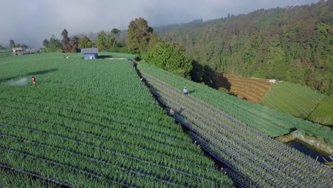 orbit drone shot of farmers spraying pesticide on scallion vegetable plantation on the slope of mountain