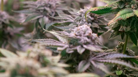 toma de plantas de cannabis que crecen en una carpa de cultivo durante la etapa de floración