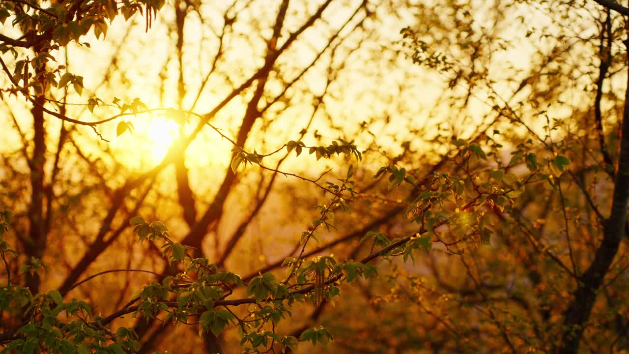 Golden hour sunlight through tree branches creating a serene nature scene