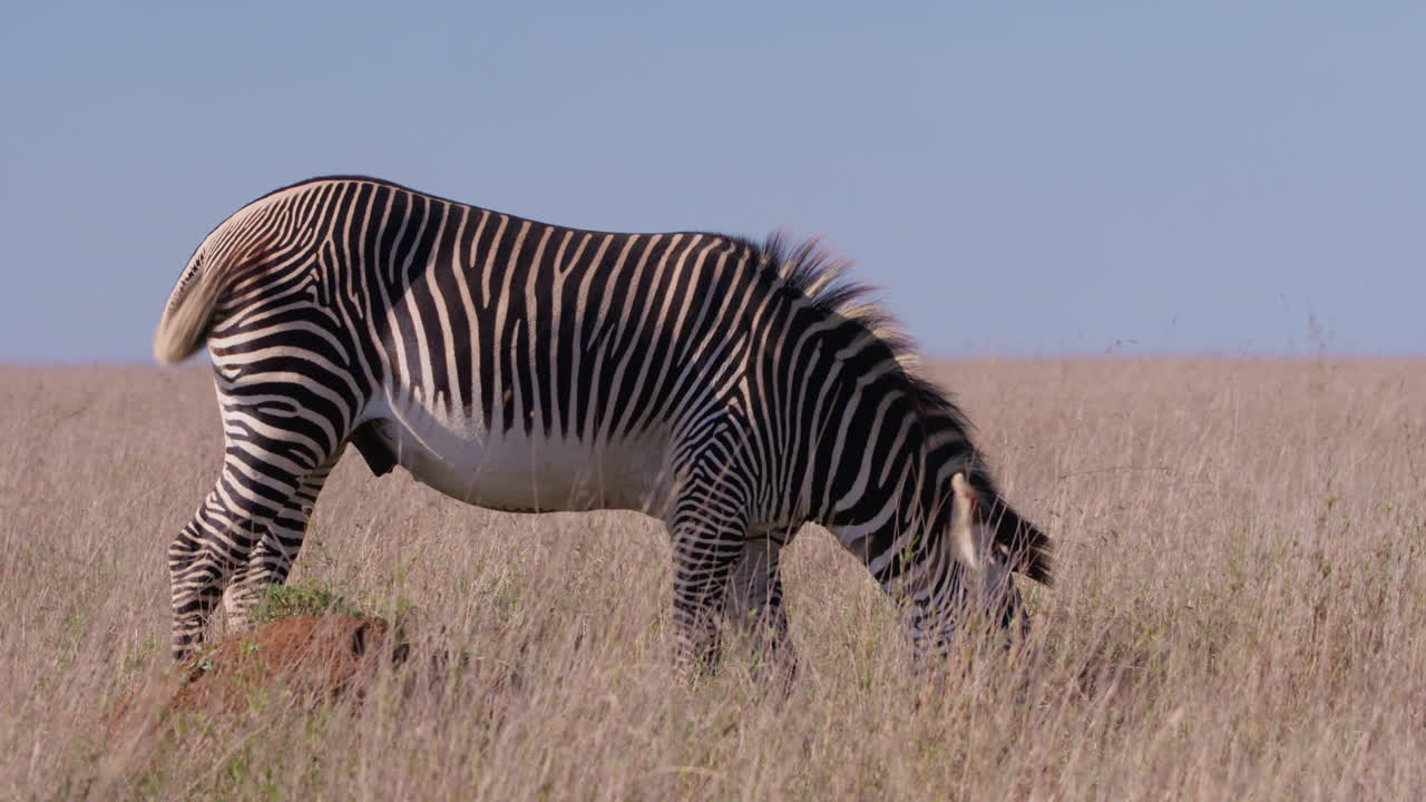 Grevy's Zebra grazing in savannah in midday