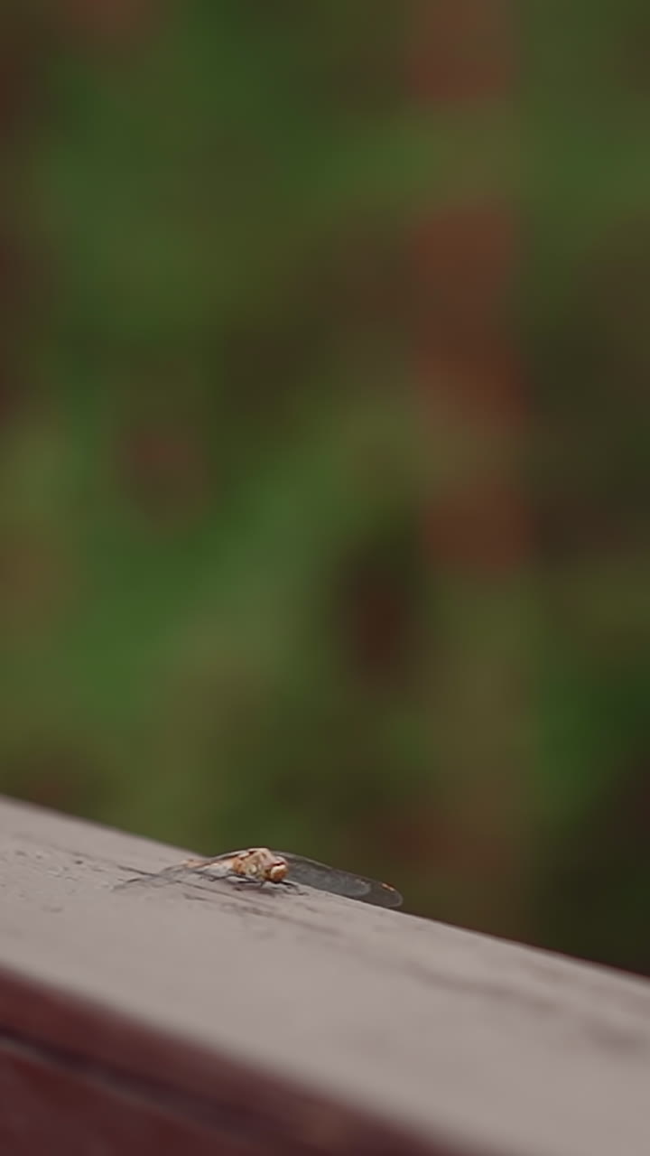 Cute dragonfly flies up from wooden beam in green park closeup slow motion. Insect living in wild nature. Fauna life and ecosystem representant