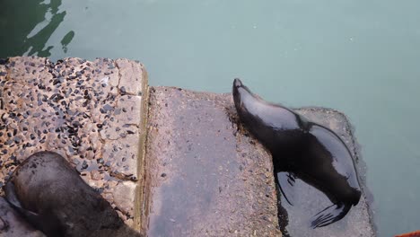 Foca-Saltando-Al-Agua-Desde-Los-Escalones-Del-Puerto