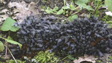 A-swarm-of-flies-on-feces-up-close,-an-unappetizing-sight