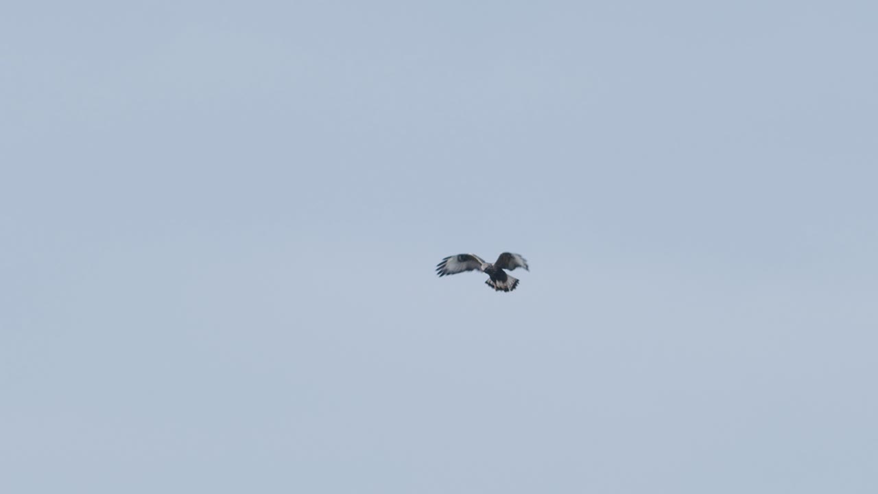 먹이를 찾아 공중에 매달린 독수리 연