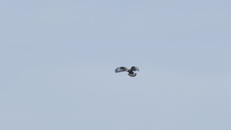 buzzard kite hanging in the air hunting for food