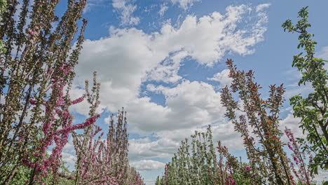 clouds moving over early spring flowers of trees