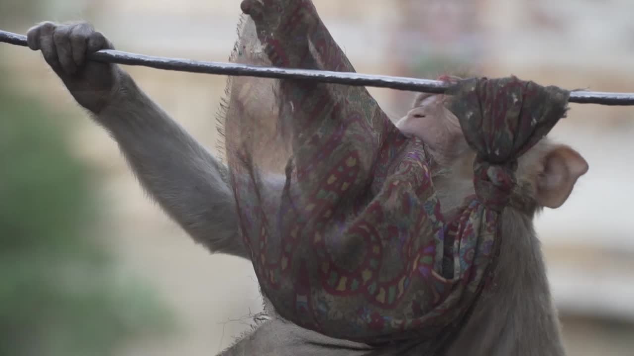 Slow motion monkey shot fps, climbing on wire in india
