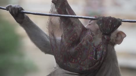 slow motion monkey shot fps, climbing on wire in india