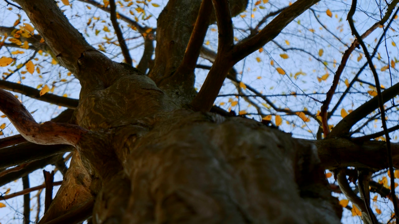 Un primo piano di rami contorti di un albero a foglie caduche in tardo autunno