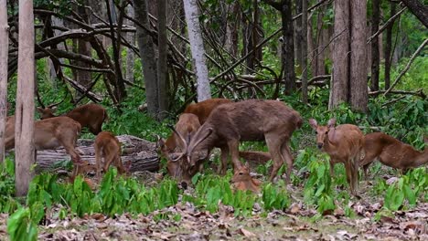 el ciervo del campo es una especie en peligro de extinción debido a la pérdida de hábitat y la caza
