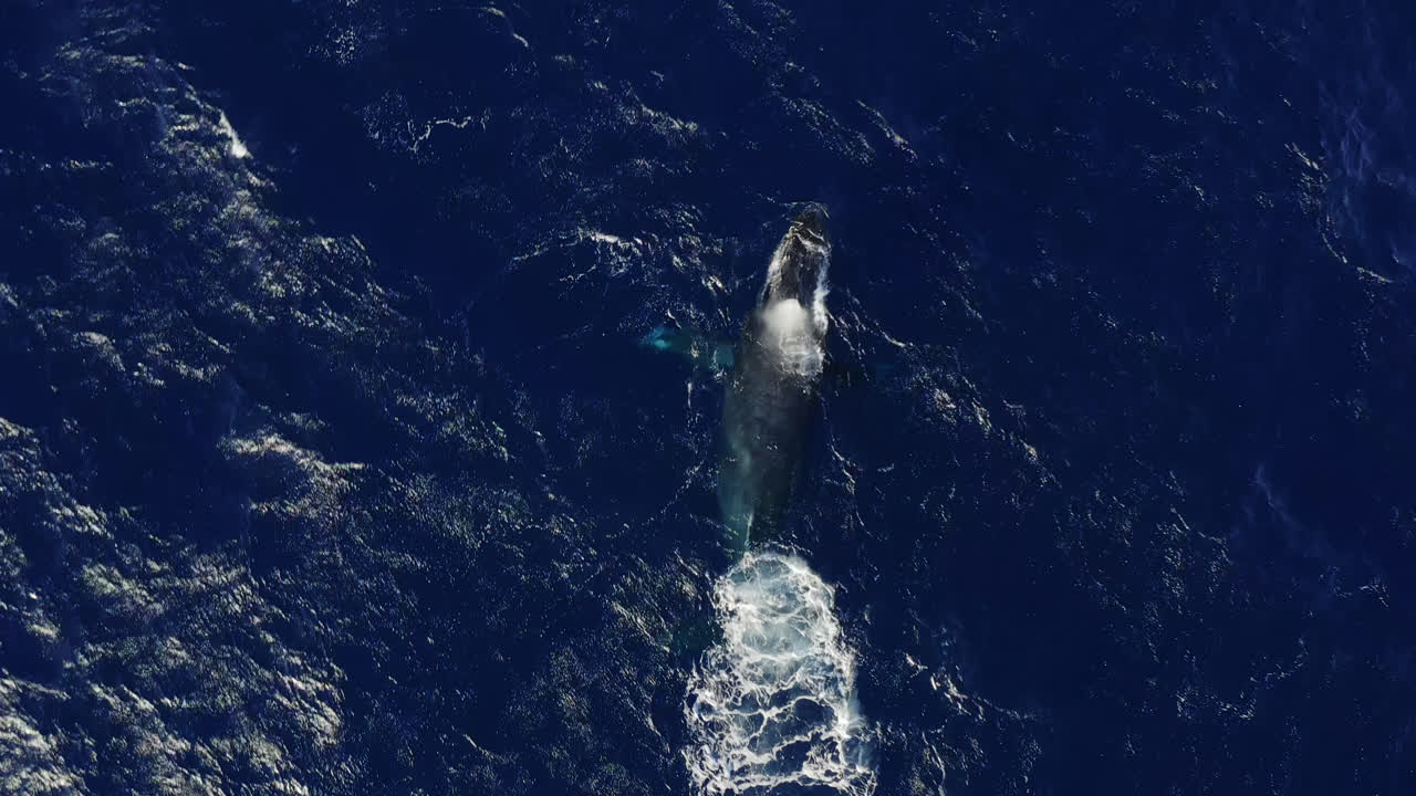 A humpback whale blows bubbles underwater off the coast of Maui, Hawai'i