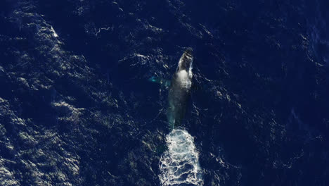 A-humpback-whale-blows-bubbles-underwater-off-the-coast-of-Maui,-Hawai'i