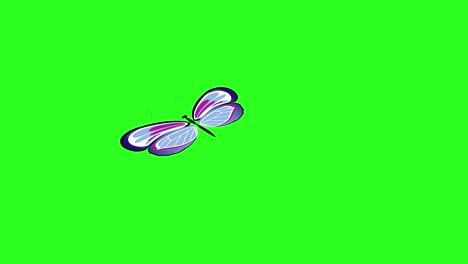 animated colorful beauty butterfly on green screen chroma key