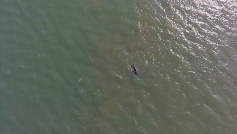 aerial view of dolphins surfacing for air