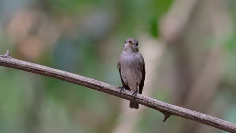 The-Asian-Brown-Flycatcher-is-a-small-passerine-bird-breeding-in-Japan,-Himalayas,-and-Siberia