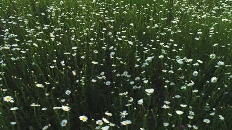 field of daisies