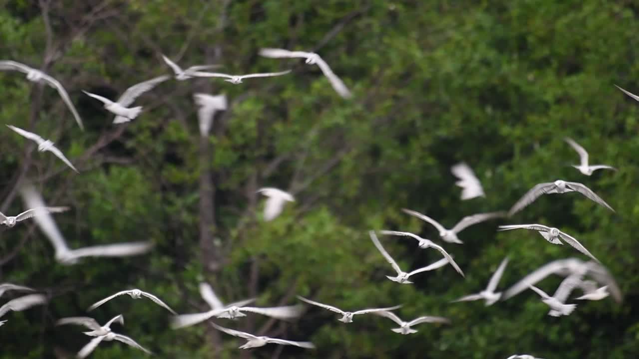 제비갈매기는 전 세계 바다, 강 및 기타 더 넓은 수역에서 볼 수 있는 바닷새입니다.