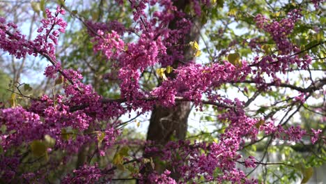 Rosa-Blumen-Auf-Einem-Baum,-Der-Im-Wind-Weht,-Schöne-Nahaufnahme