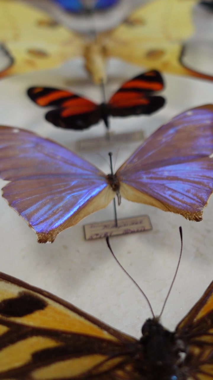 Vertical View of Butterfly collection. collection of butterflies of various species