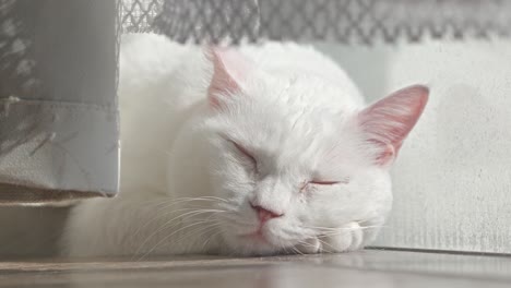 a beautiful white cat, possibly a turkish angora or munchkin, sleeps peacefully indoors, its soft fur and relaxed posture creating a serene scene.