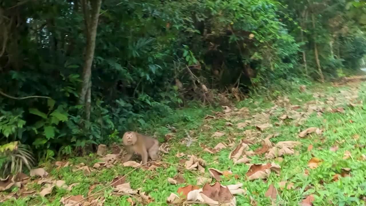 Una scimmia esplora il suolo di una foresta coperto di foglie secche, circondata da una fitta vegetazione