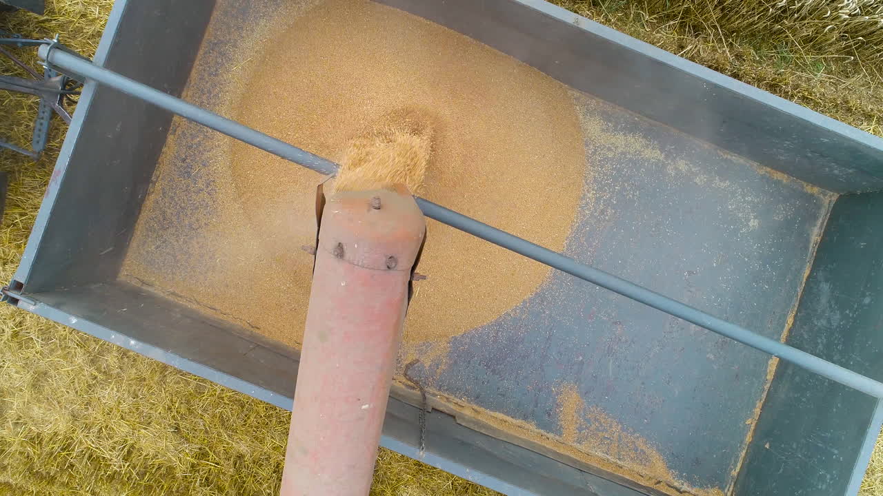 cosecha cosechadora cosecha trigo 3