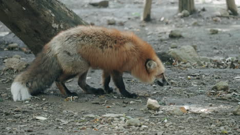 ezo red fox picking and eating food from the ground at zao kitsune mura in miyagi, japan