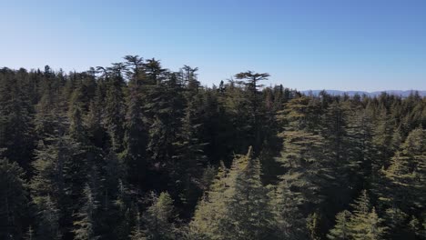 Vista-Aérea-De-Un-Dron-Forestal-Volando-Sobre-Las-Copas-De-Los-árboles-De-Coníferas-De-Abeto,-Imágenes-De-Fondo-De-La-Naturaleza-En-Resolución-De-Alta-Calidad