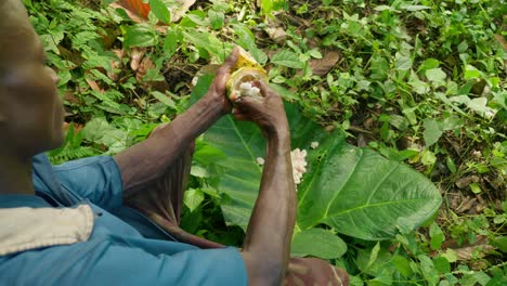 Schwarzafrikanischer-Junger-Bauer-öffnet-Einen-Kakaoaufstrich-Mit-Dem-Weißen,-Frischen,-Gesunden-Fruchtfleisch-Auf-Einem-Bananenblatt-Im-Wald