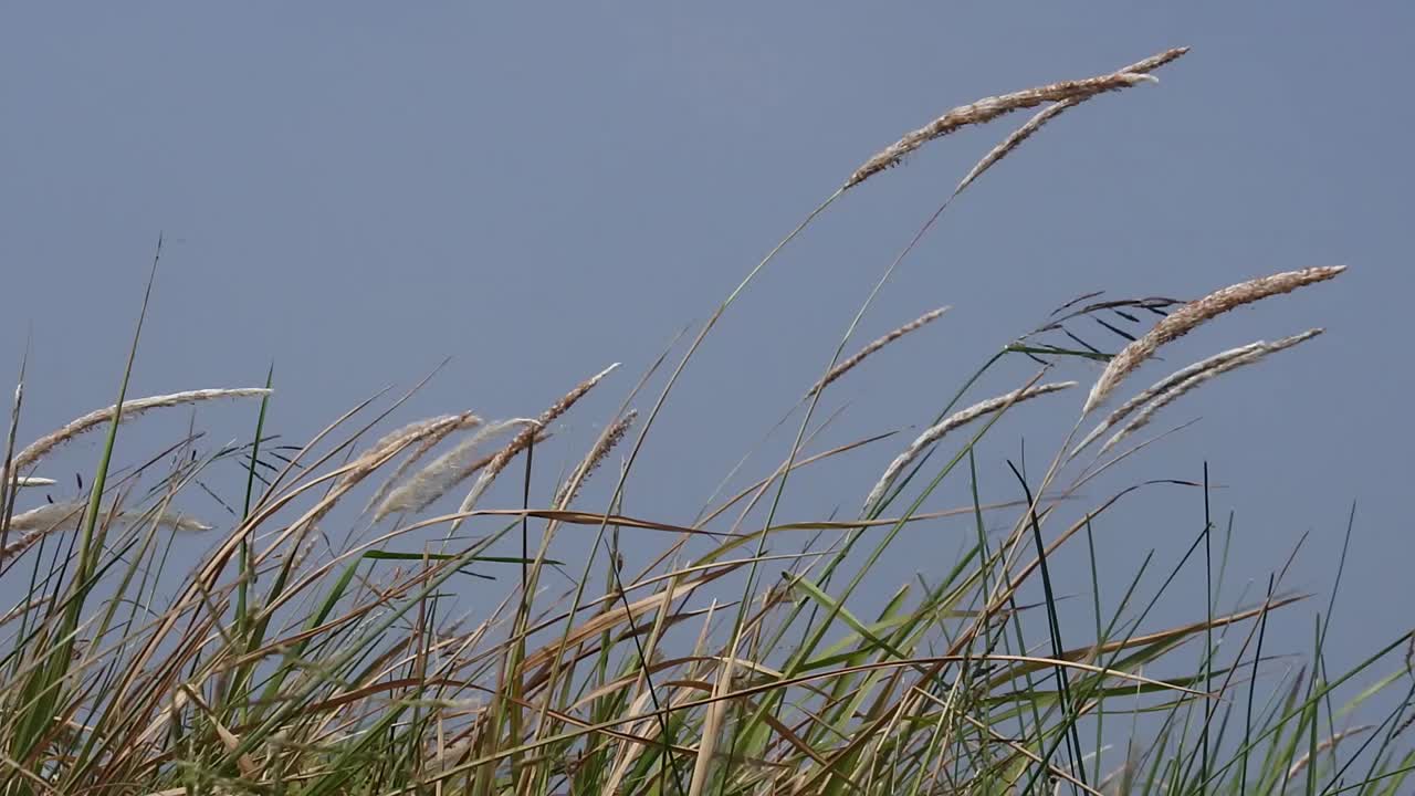 야생 풀 잎은 아침에 해안 바람에 의해 날아