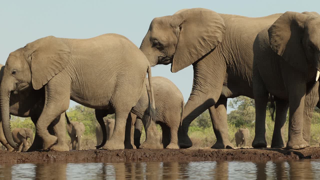A huge herd of African elephants arriving at a waterhole. Filmed from a low angle in Mashatu Game Reserve.