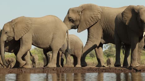 a huge herd of african elephants arriving at a waterhole. filmed from a low angle in mashatu game reserve.