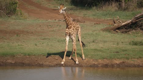 Die-Aufmerksame-Und-Vorsichtige-Giraffe-Hört-Plötzlich-Auf-Zu-Trinken-Und-Hebt-Den-Kopf-Hoch