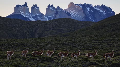 Guanacos and Torres del Paine Mountains at Sunrise/Sunset