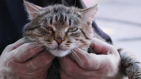 manos masculinas acariciando la cabeza de un gato feliz y amistoso. gato durmiendo en las manos del dueño. gato doméstico a rayas tendido en las manos. dueño acariciando a su mascota, gato esponjoso ronronando de placer. movimiento lento en primer plano