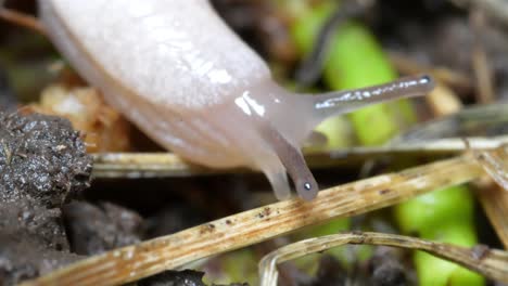 overview of slug slowly crawling over grass and mud dirt chunks