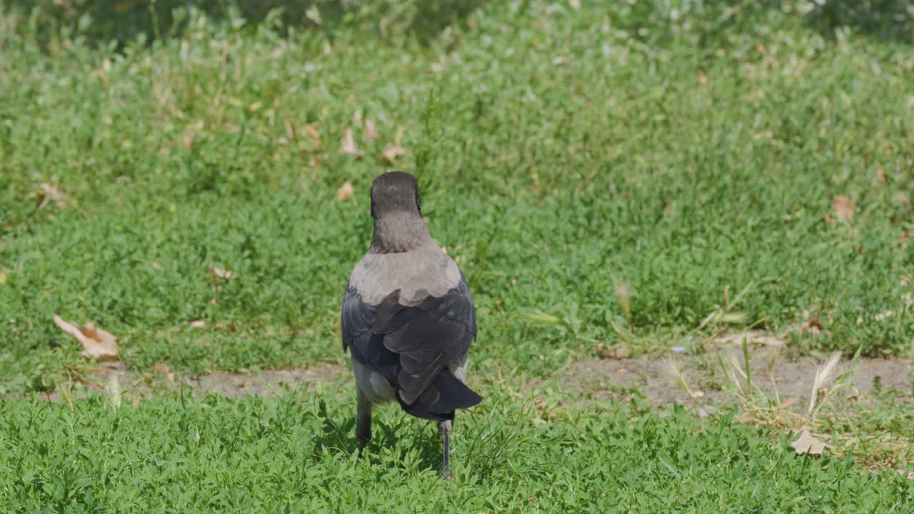 A hooded crow (Corvus cornix) walks and pauses on green grass in a sunlit urban park, occasionally turning its head and body