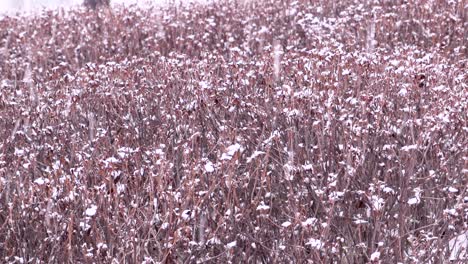 Schnee,-Der-In-Einen-Park-Fällt