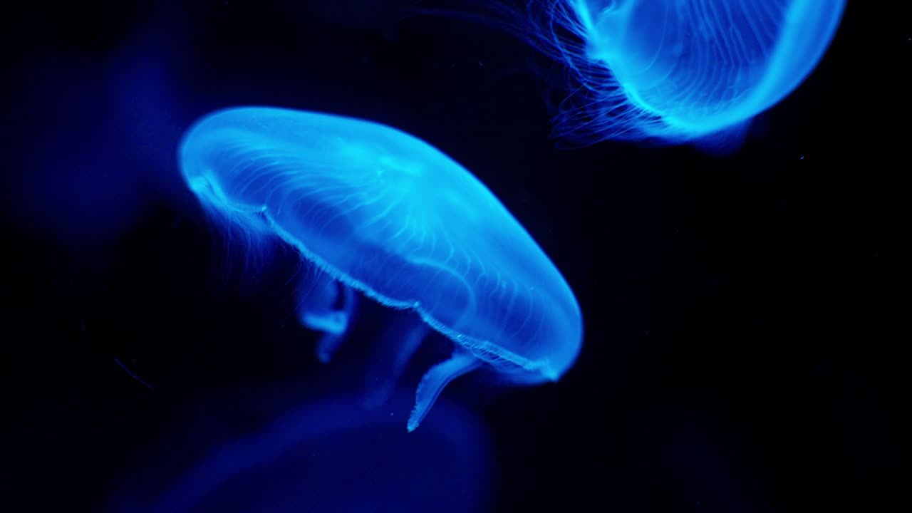 Primo piano di una medusa esotica che fluttua senza peso