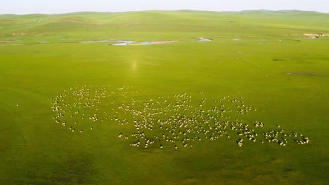 Panoramic-aerial-view-of-roaming-herd-of-livestock-animals-grazying-near-meandering-river,-mongolia
